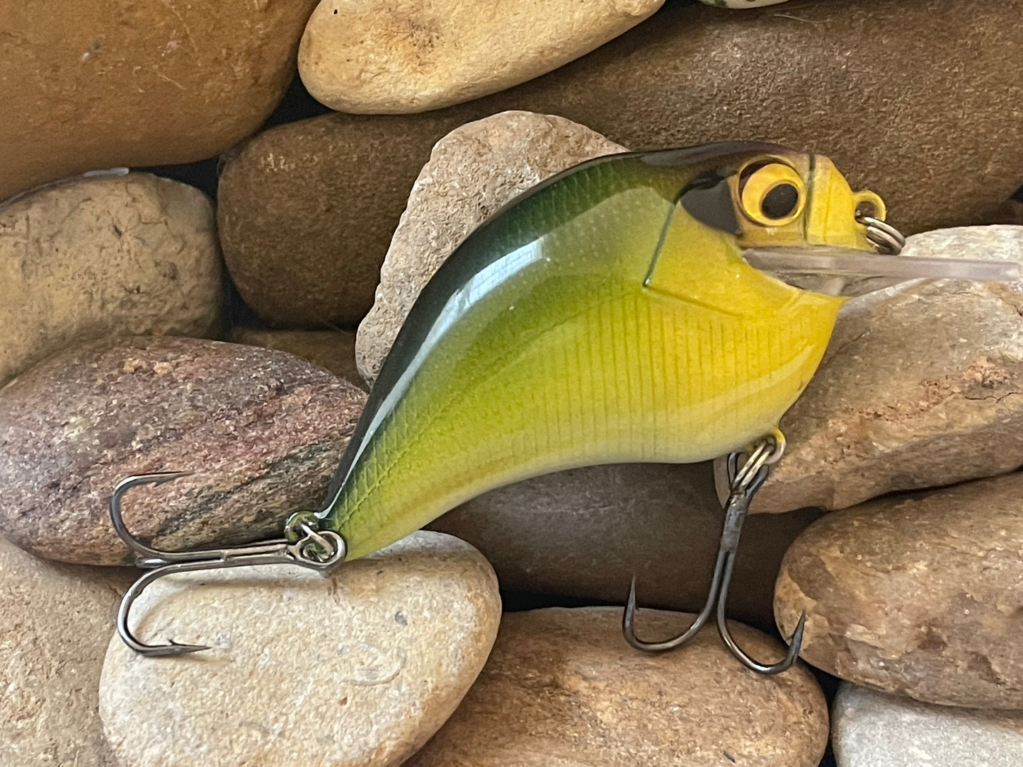 Olive Shad